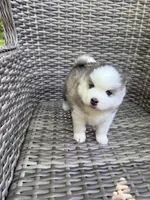 Tybalt, a male Pomsky for sale in Winchendon, MA – 2 of 10