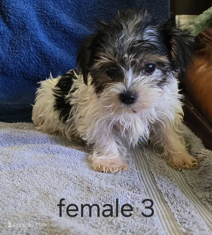 Susie – Yorkshire Terrier puppy for sale in Okmulgee, OK