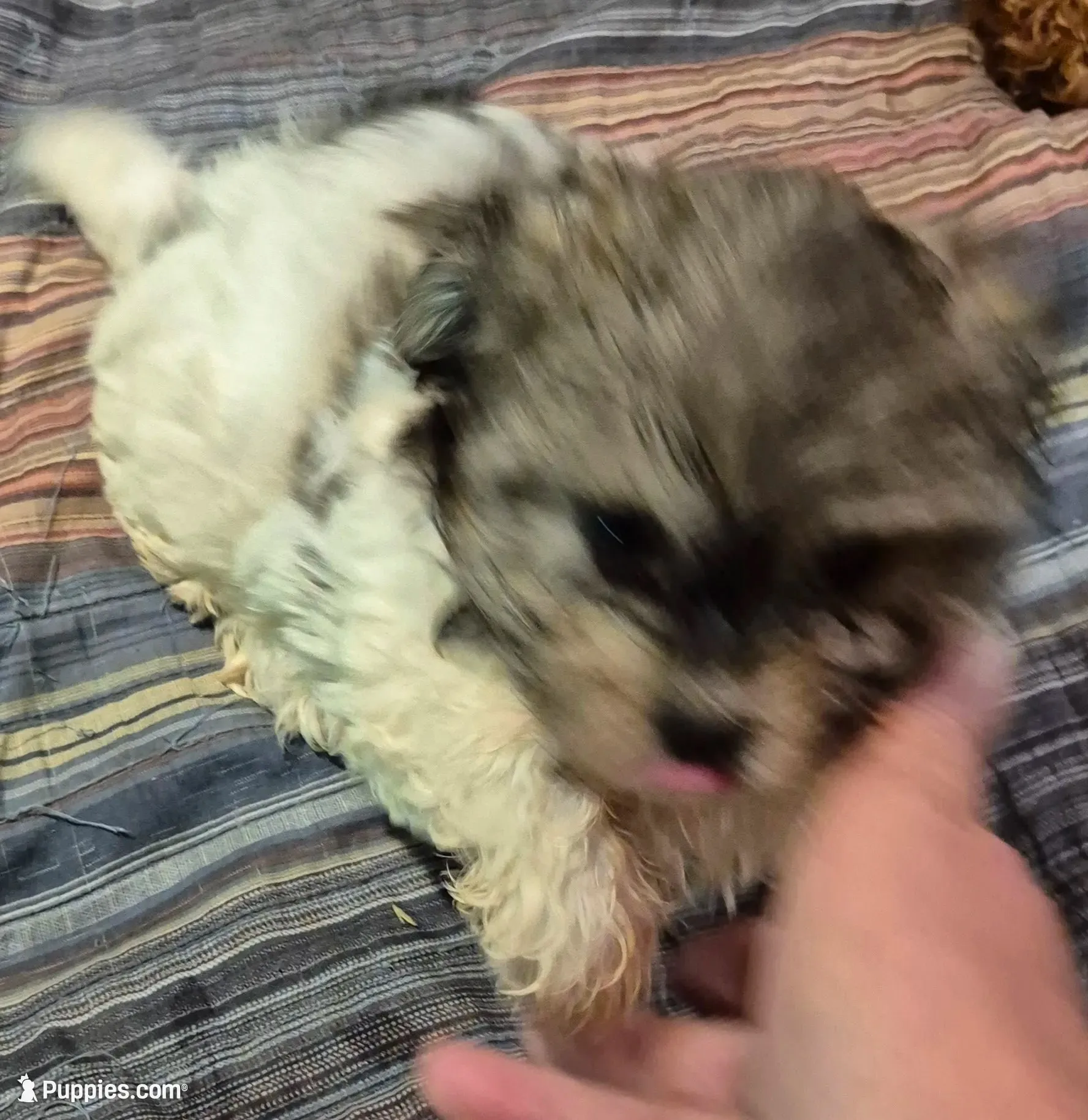 Happy, a male Havanese for sale in Okmulgee, OK – 1 of 1