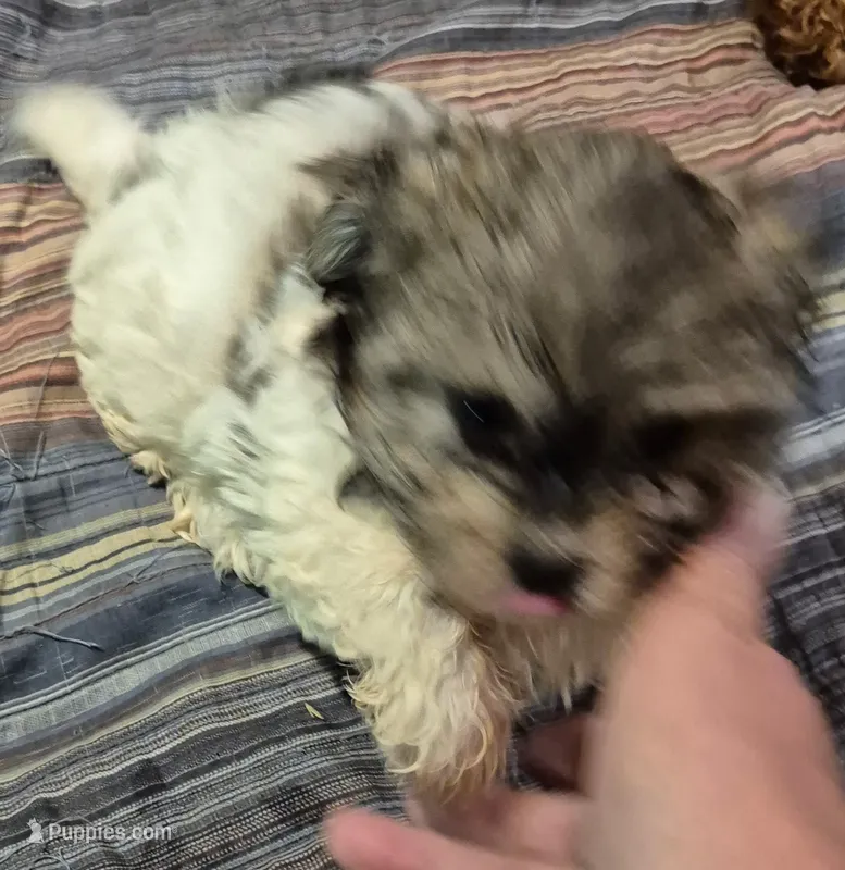 Happy – Havanese puppy for sale in Okmulgee, OK
