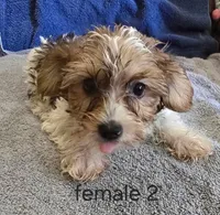 Lucy, a female Yorkshire Terrier for sale in Okmulgee, OK – 1 of 1