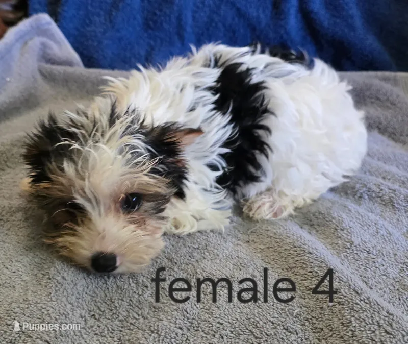 Lilly – Yorkshire Terrier puppy for sale in Okmulgee, OK