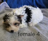 Lilly, a female Yorkshire Terrier for sale in Okmulgee, OK – 1 of 1