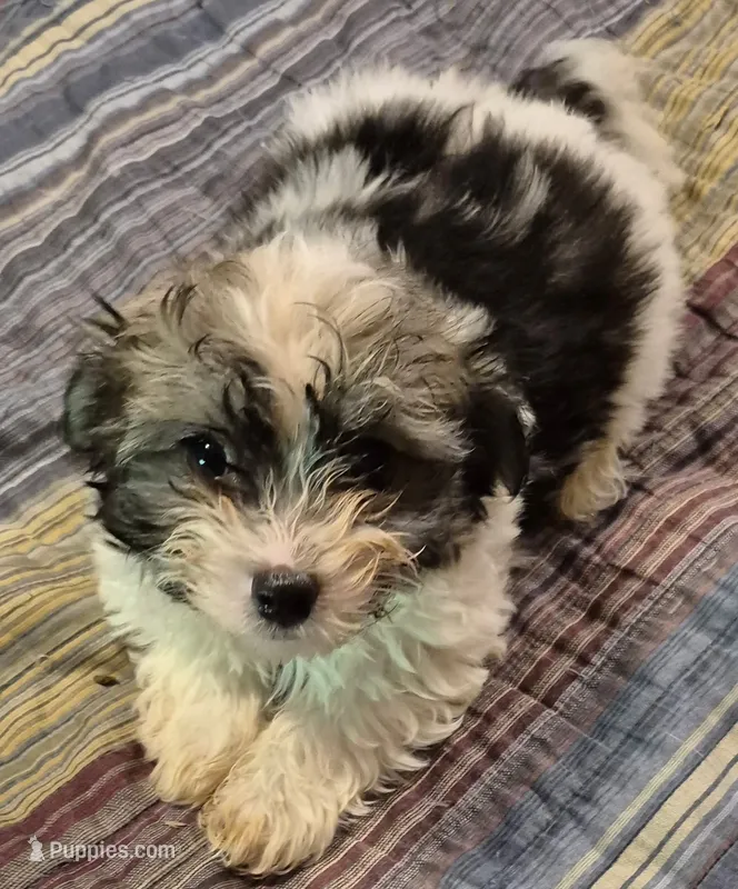 Lucky – Havanese puppy for sale in Okmulgee, OK