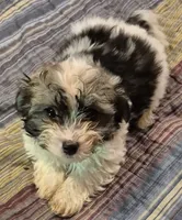 Lucky, a male Havanese for sale in Okmulgee, OK – 1 of 1