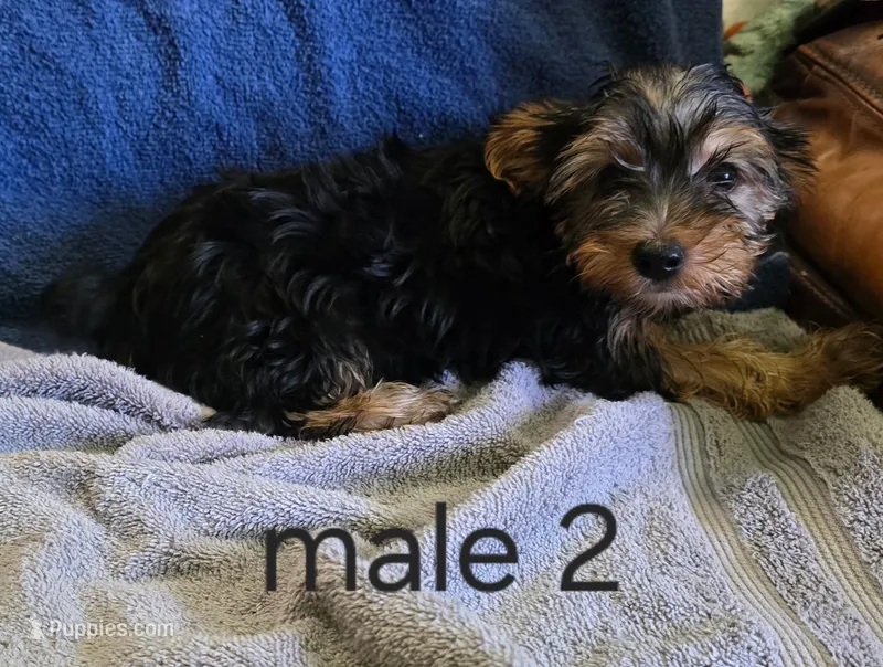 Rocky – Yorkshire Terrier puppy for sale in Okmulgee, OK