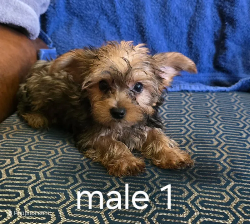 Rudy – Yorkshire Terrier puppy for sale in Okmulgee, OK