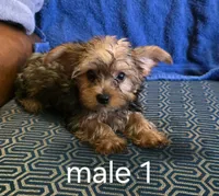 Rudy, a male Yorkshire Terrier for sale in Okmulgee, OK – 1 of 1