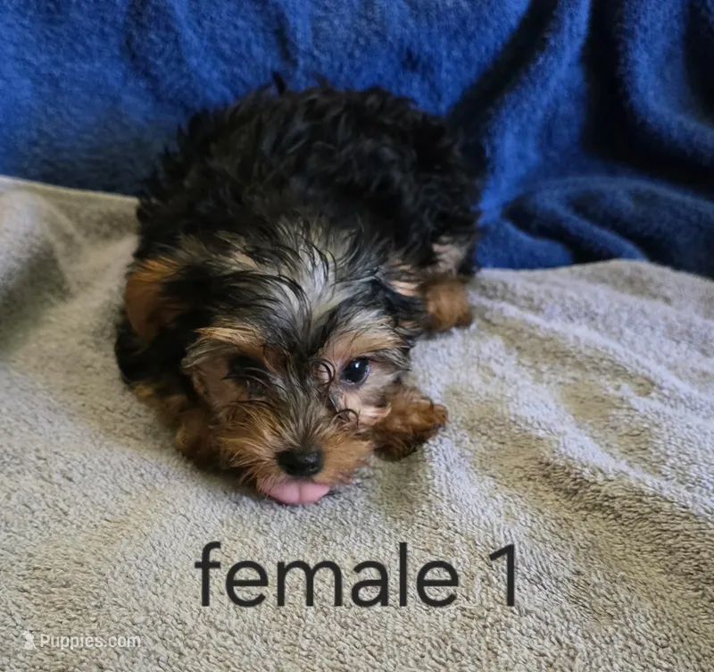 Josie – Yorkshire Terrier puppy for sale in Okmulgee, OK