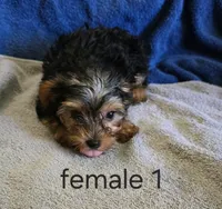 Josie, a female Yorkshire Terrier for sale in Okmulgee, OK – 1 of 1