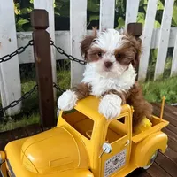 Pluto, a male Shih Tzu for sale in Sandown, NH – Photo 3 of 8