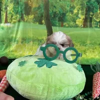 Pluto, a male Shih Tzu for sale in Sandown, NH – Photo 7 of 8