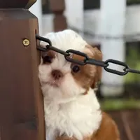 Pluto, a male Shih Tzu for sale in Sandown, NH – Photo 4 of 8