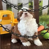 Pluto, a male Shih Tzu for sale in Sandown, NH – Photo 5 of 8