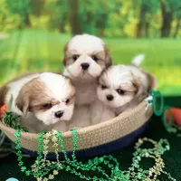 Pluto, a male Shih Tzu for sale in Sandown, NH – Photo 1 of 8