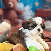Carly, a female Shih Tzu for sale in Sandown, NH – Photo 3 of 8