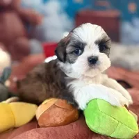 Carly, a female Shih Tzu for sale in Sandown, NH – Photo 8 of 8