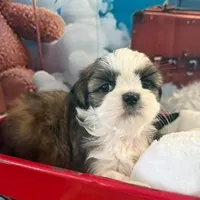 Carly, a female Shih Tzu for sale in Sandown, NH – Photo 2 of 8