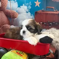 Carly, a female Shih Tzu for sale in Sandown, NH – Photo 7 of 8