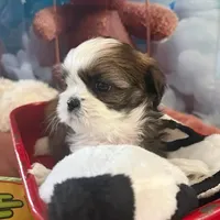 Carly, a female Shih Tzu for sale in Sandown, NH – Photo 4 of 8