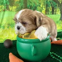 Freckles, a male Shih Tzu for sale in Sandown, NH – Photo 2 of 6