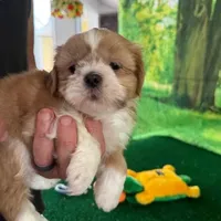 Freckles, a male Shih Tzu for sale in Sandown, NH – Photo 3 of 6