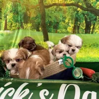 Freckles, a male Shih Tzu for sale in Sandown, NH – Photo 4 of 6