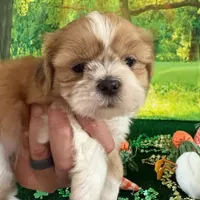 Freckles, a male Shih Tzu for sale in Sandown, NH – Photo 5 of 6