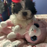 Ella, a female Shih Tzu for sale in Sandown, NH – Photo 1 of 10