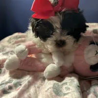 Ella, a female Shih Tzu for sale in Sandown, NH – Photo 2 of 10