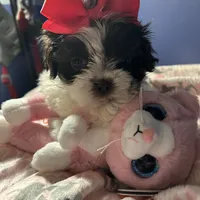 Ella, a female Shih Tzu for sale in Sandown, NH – Photo 8 of 10