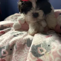 Ella, a female Shih Tzu for sale in Sandown, NH – Photo 5 of 10