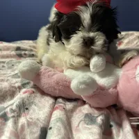 Ella, a female Shih Tzu for sale in Sandown, NH – Photo 10 of 10