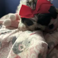 Ella, a female Shih Tzu for sale in Sandown, NH – Photo 3 of 10