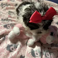 Ella, a female Shih Tzu for sale in Sandown, NH – Photo 6 of 10