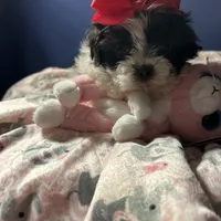 Ella, a female Shih Tzu for sale in Sandown, NH – Photo 9 of 10