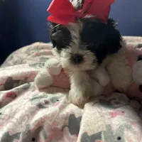 Ella, a female Shih Tzu for sale in Sandown, NH – Photo 7 of 10