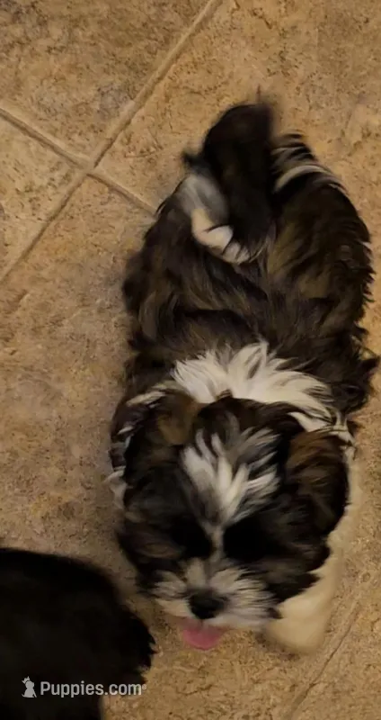 Rudy – Shih Tzu puppy for sale in Crawford, GA