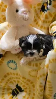 Rudy, a male Shih Tzu for sale in Crawford, GA – 2 of 2