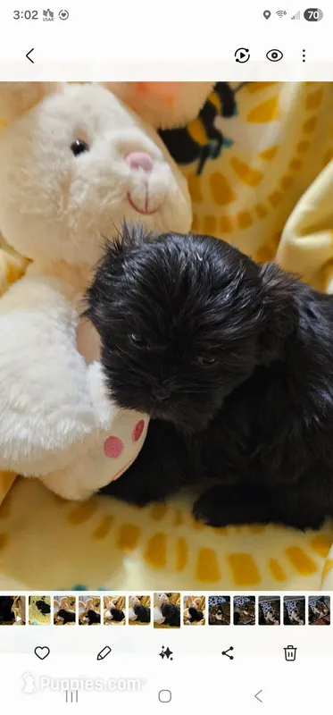 Olive – Shih Tzu puppy for sale in Crawford, GA