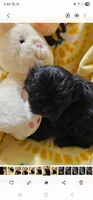 Olive, a female Shih Tzu for sale in Crawford, GA – 1 of 2
