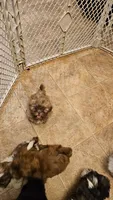 Candi, a female Shih Tzu for sale in Crawford, GA – 2 of 3