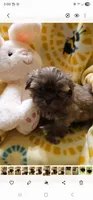 Candi, a female Shih Tzu for sale in Crawford, GA – 3 of 3