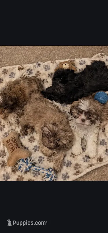 Candi – Shih Tzu puppy for sale in Crawford, GA