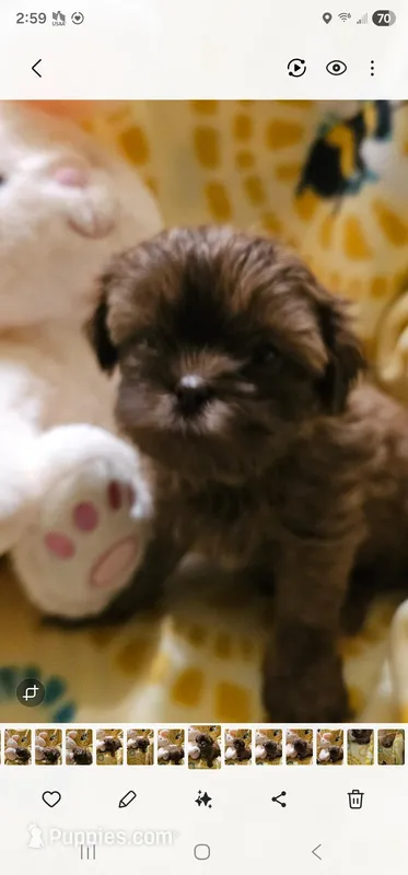 Brewster – Shih Tzu puppy for sale in Crawford, GA