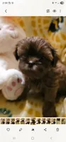 Brewster, a male Shih Tzu for sale in Crawford, GA – 1 of 1