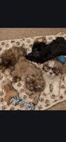 Olive, a female Shih Tzu for sale in Crawford, GA – 2 of 2