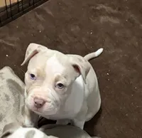 Suki, a female American Bully for sale in Rome, NY – 3 of 6