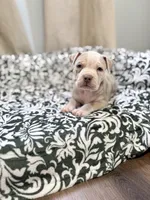 Sokka, a male American Bully for sale in Rome, NY – 2 of 5