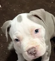 Aang, a male American Bully for sale in Rome, NY – 6 of 9